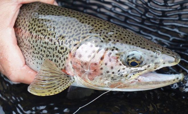 Alaska's Bearclaw Lodge rainbow trout