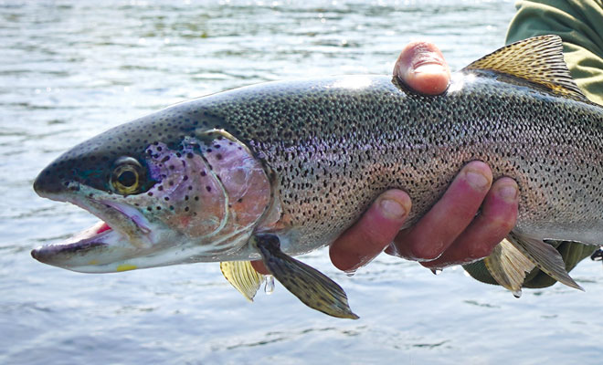 rainbow trout in hand