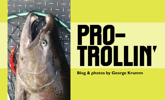 Flashers: Pro-Trollin' Proficiency - Fish Alaska Magazine