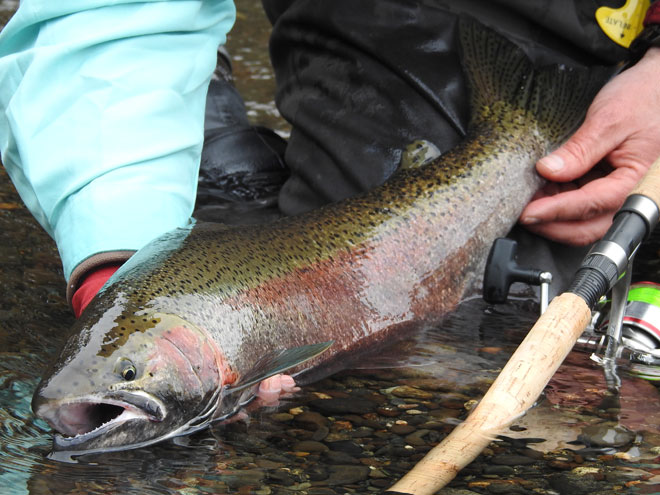 Situk River steelhead fishing