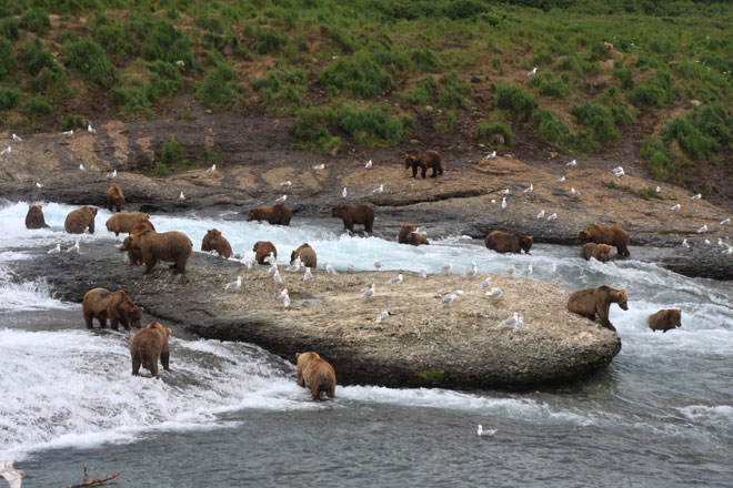bear viewing alaska on mcneil river