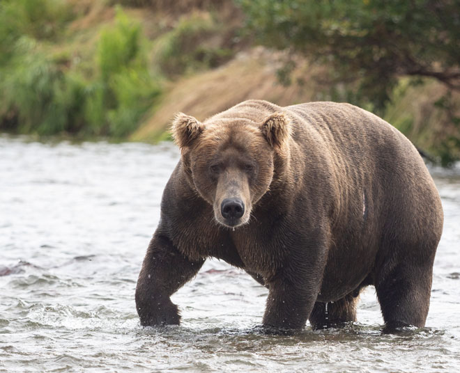 pebble mine project would cut bears habitat in half in alaska mcniel river