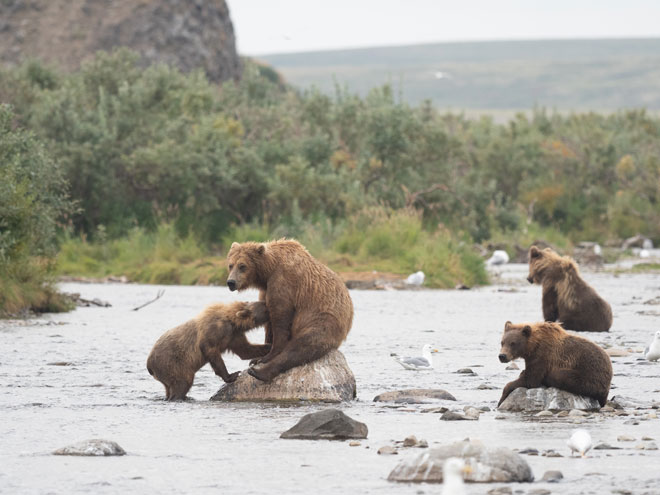 bear viewing alaska family of bears
