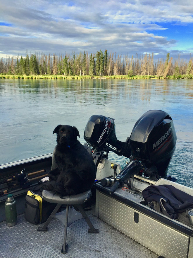 rainbow trout fishing with dogs