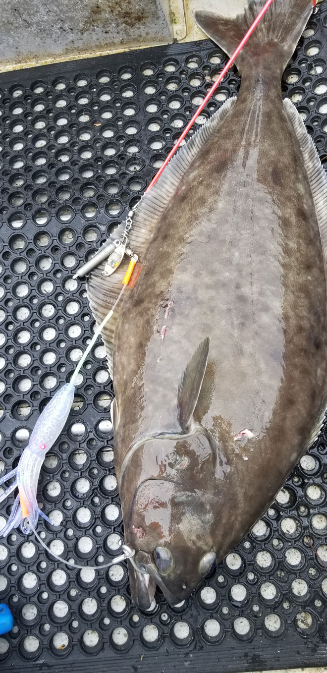 halibut fishing tips