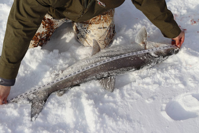 Ice Fishing for Sheefish: World Record Fun - Fish Alaska Magazine