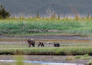 bears in Alaska