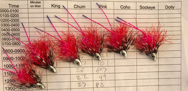 coho cooter fly tying