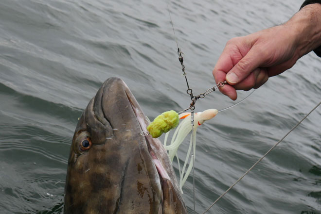 Scent Striker by Appanage Fishing - Fish Alaska Magazine