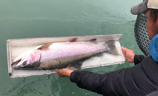 handling trout