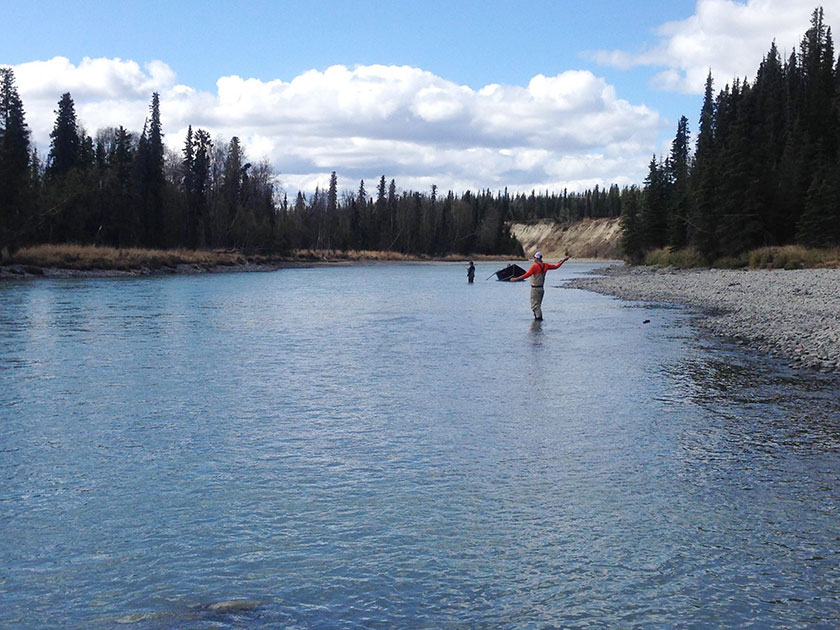 Kasilof River steelhead fishing