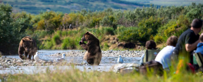 Jerry Bears Blog Jerry Bears Blog