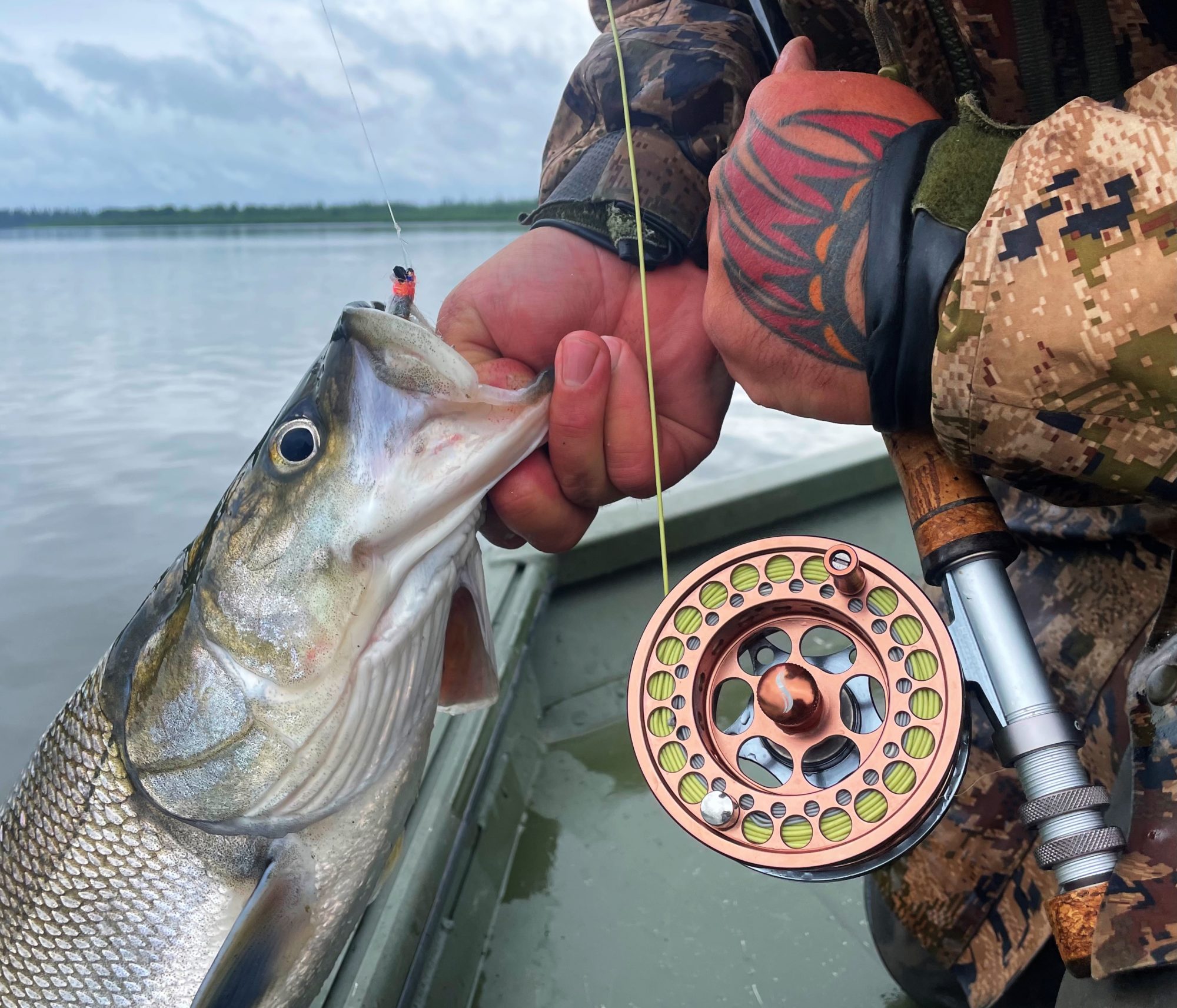 Alaska Sheefish