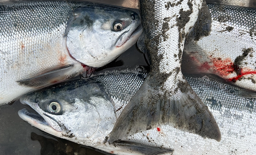 Sockeye Salmon fishing