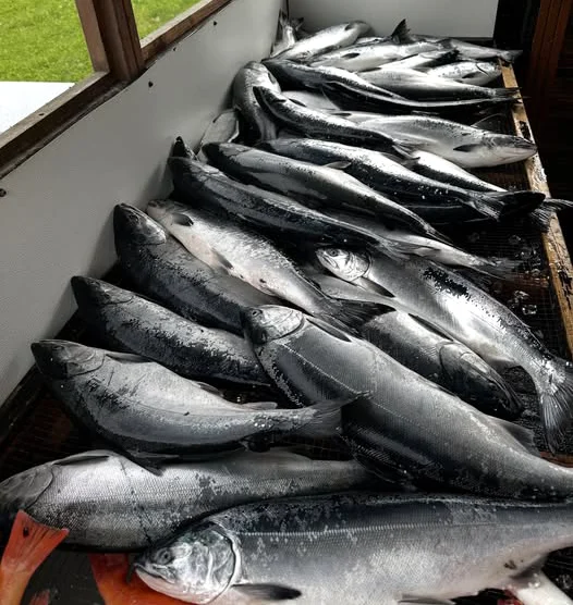 Kodiak Fishing Report Kodiak Legends Lodge