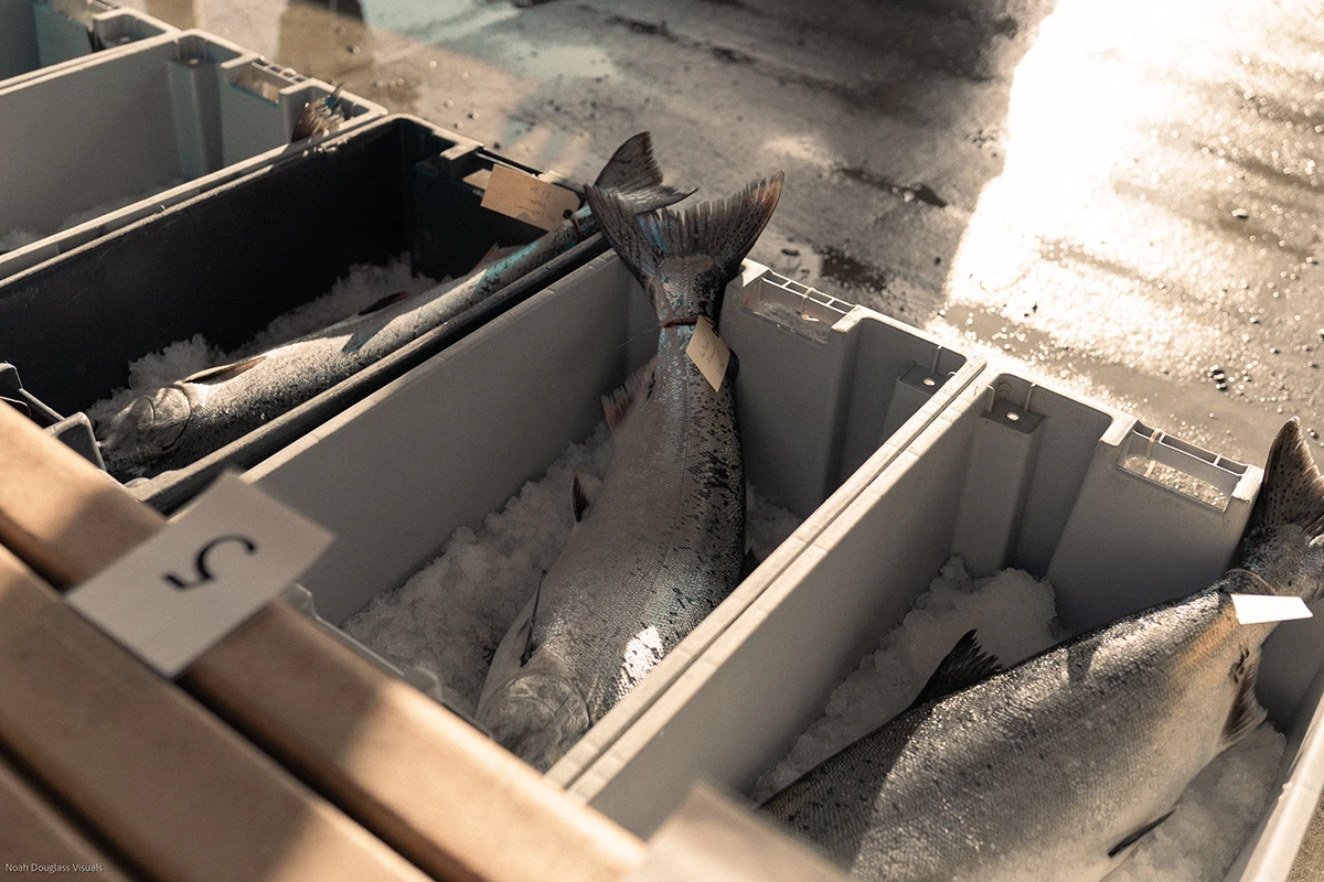 Homer Winter King Derby Tips for Your Best Tournament Weekend Fish