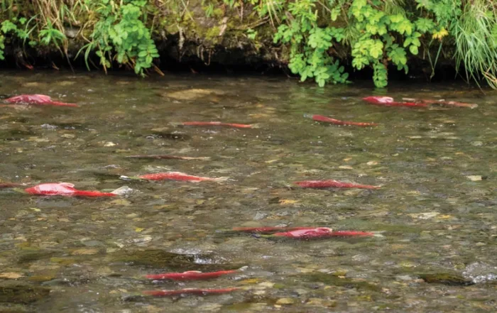 state of the salmon