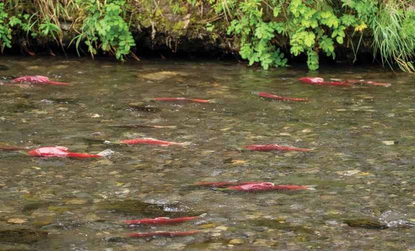 state of the salmon