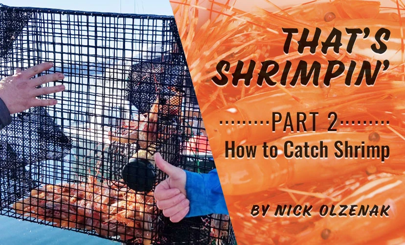 how to catch shrimp