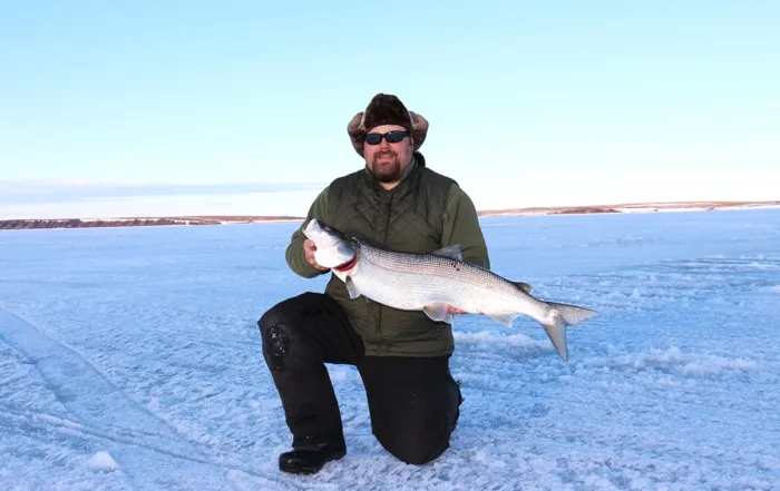sheefish ice fishing