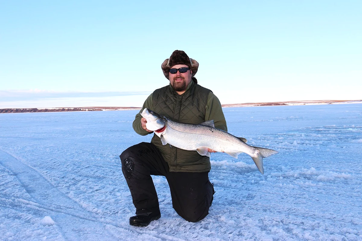 sheefish ice fishing