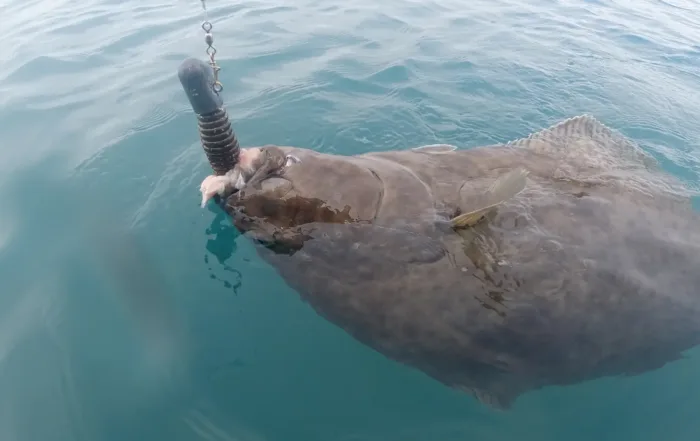 Alaska halibut on a jig