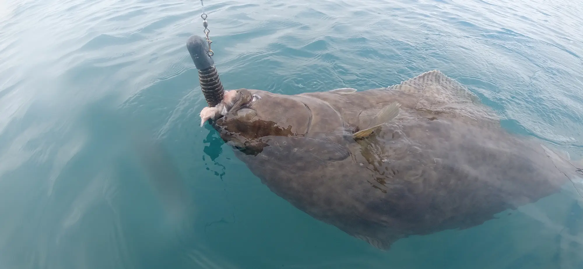 Alaska halibut on a jig