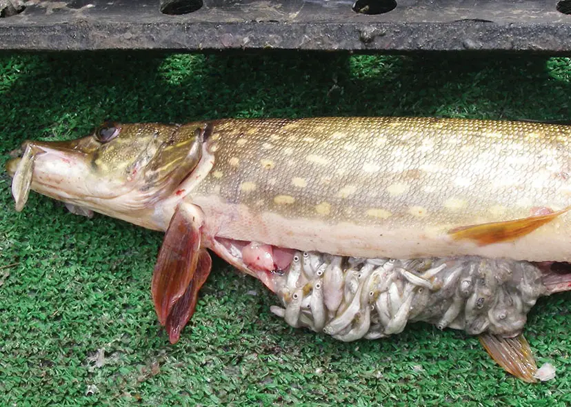 Alaska pike