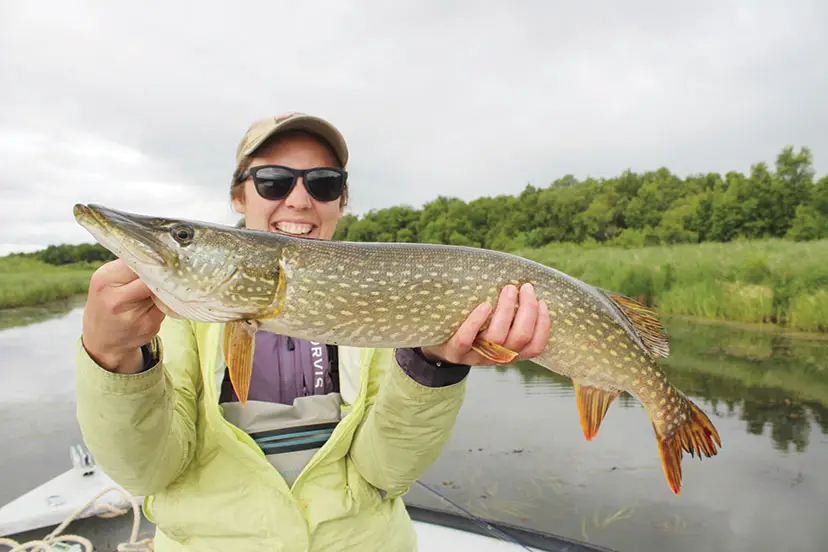 Alaska pike