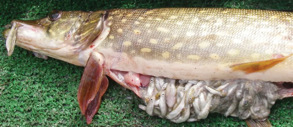 Alaska pike