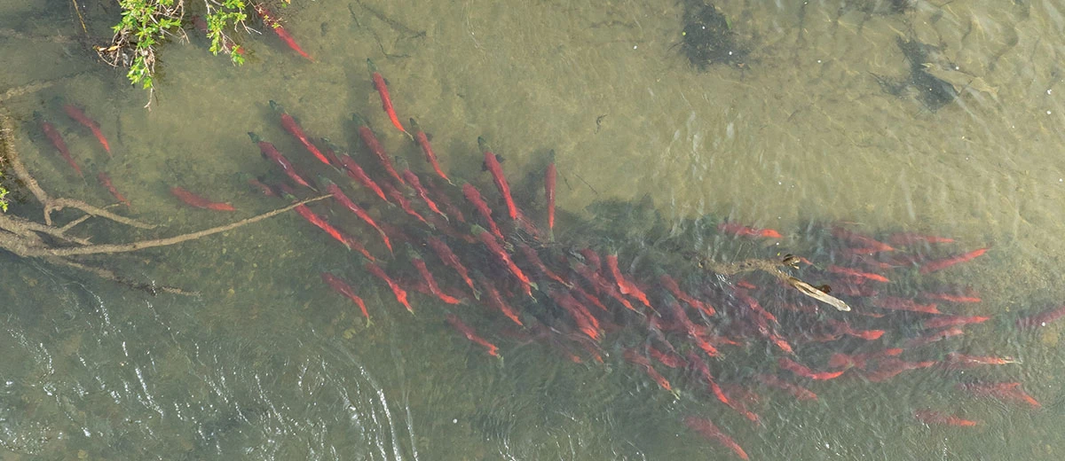 Safeguard Bristol Bay