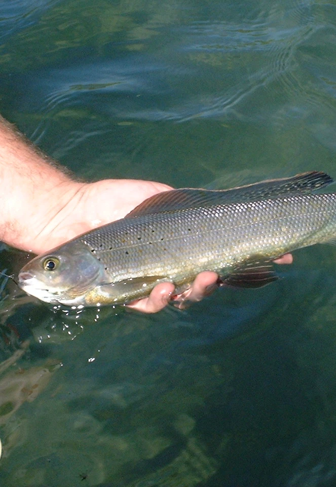 Arctic Grayling