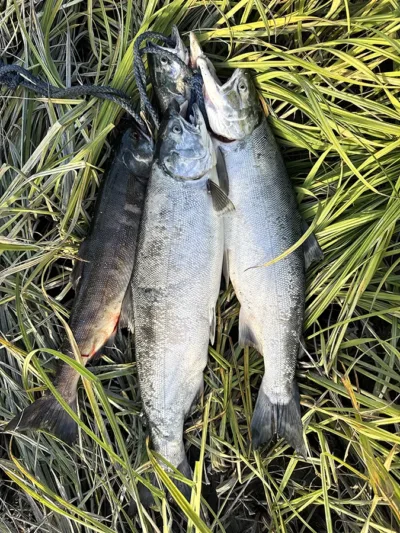 mat su fishing report