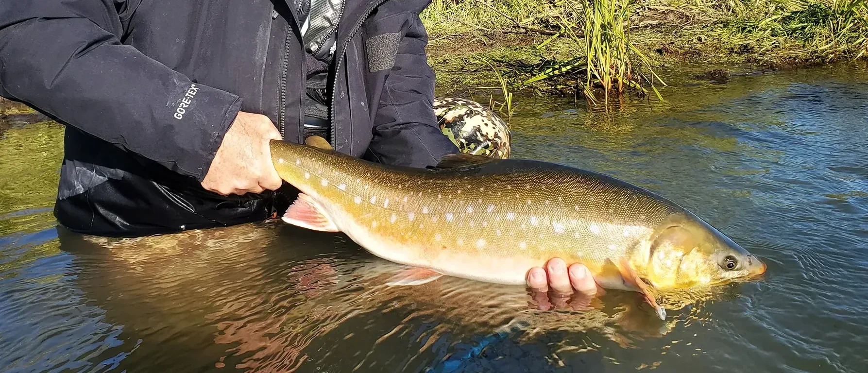 Arctic char