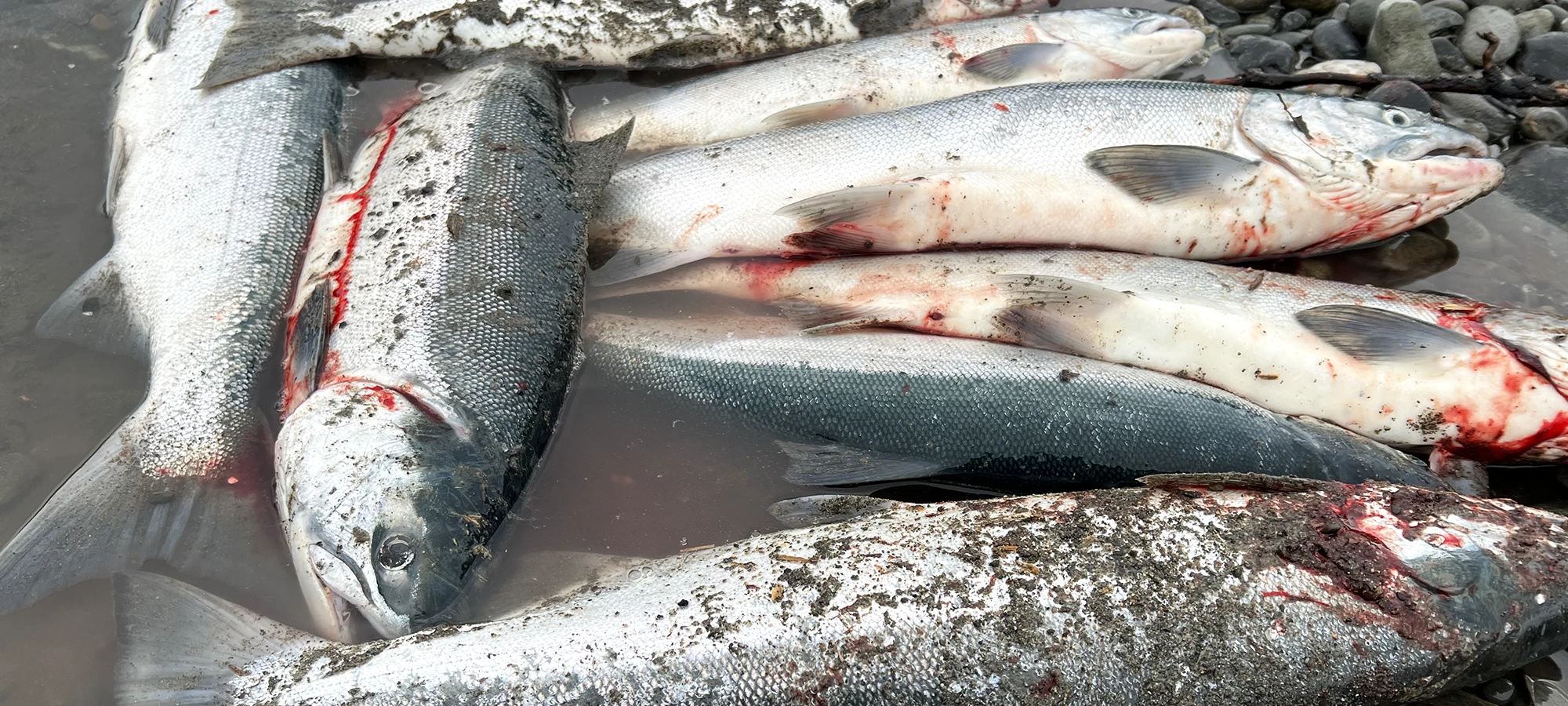 Kenai salmon management