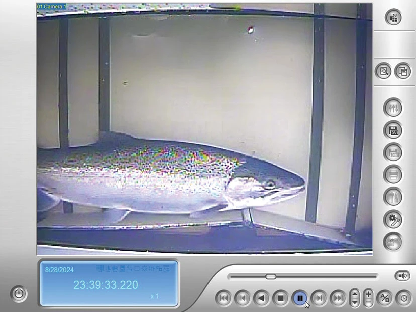 steelhead research