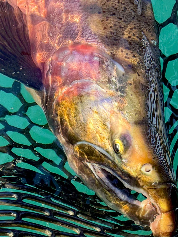 Kenai River Bait Closure