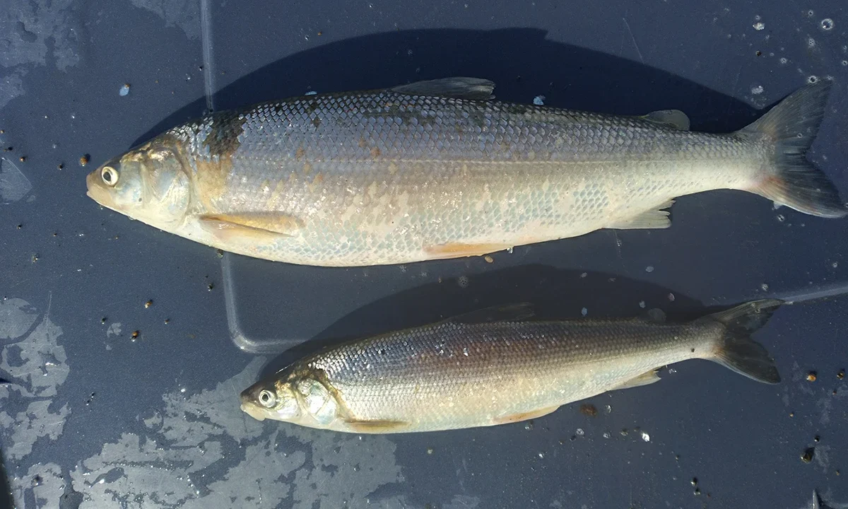 Alaska Coastal Lagoons Bering cisco 2