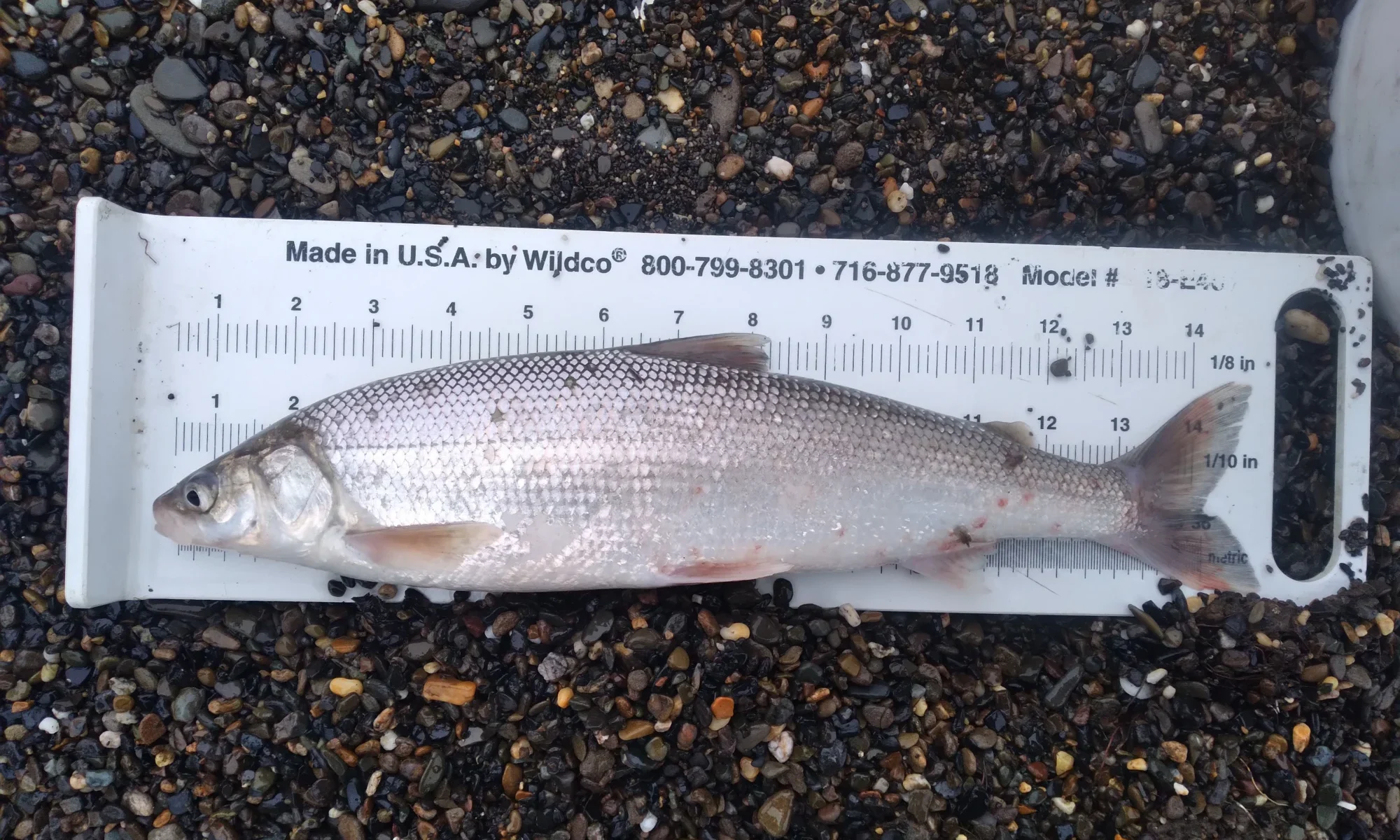 Alaska Coastal Lagoons Bering cisco 3