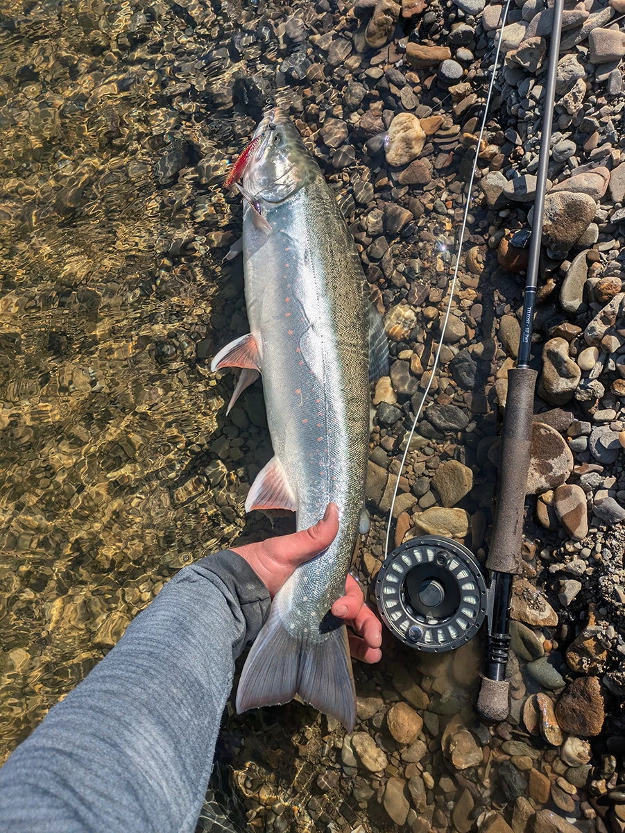 Alaska Coastal Lagoons Dolly Varden