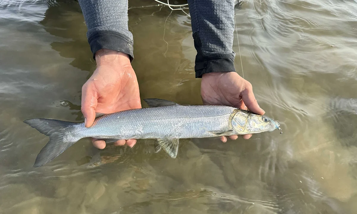 Alaska Coastal Lagoons Northernmost sheefish 2
