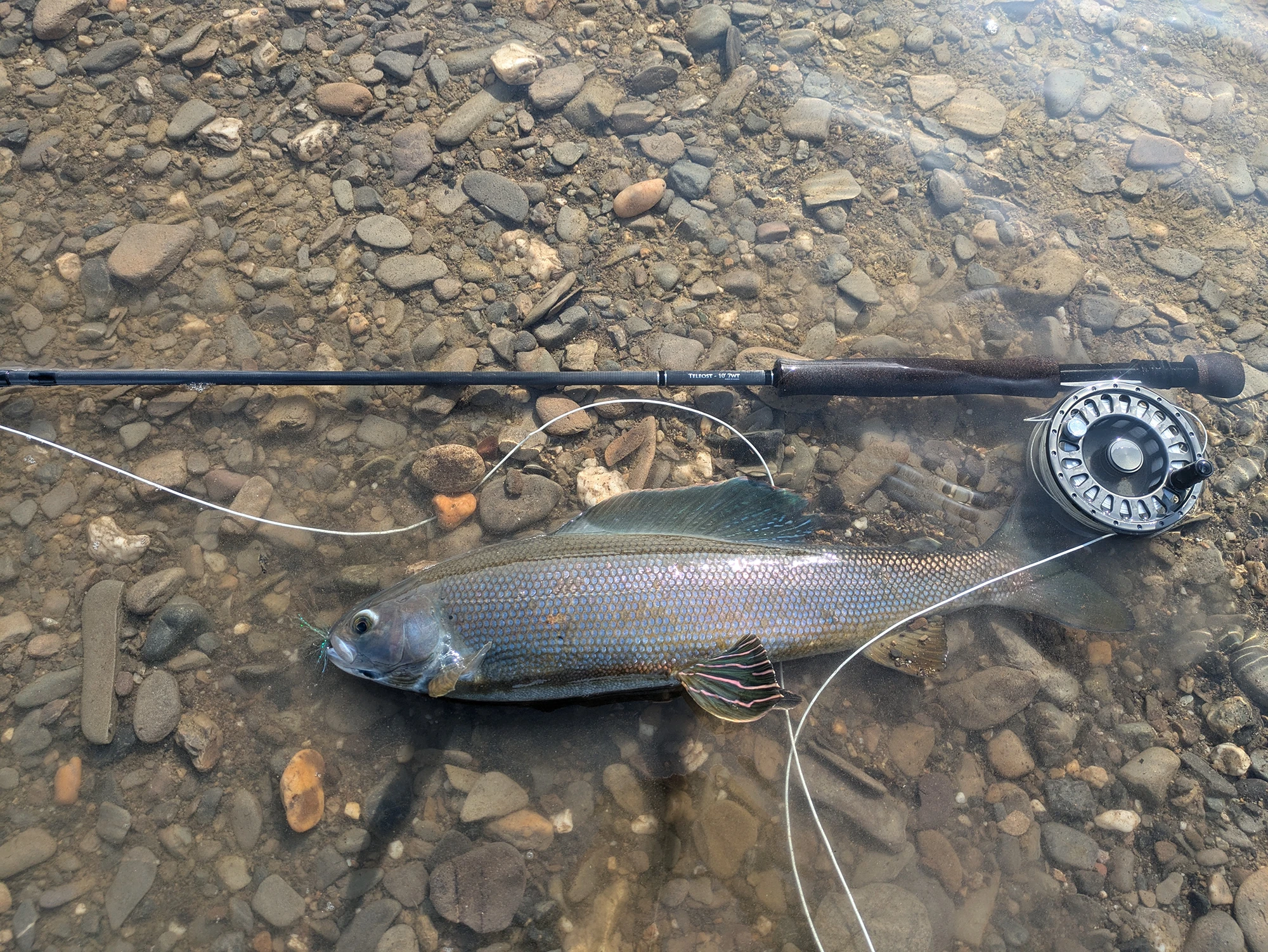 Alaska Coastal Lagoons grayling