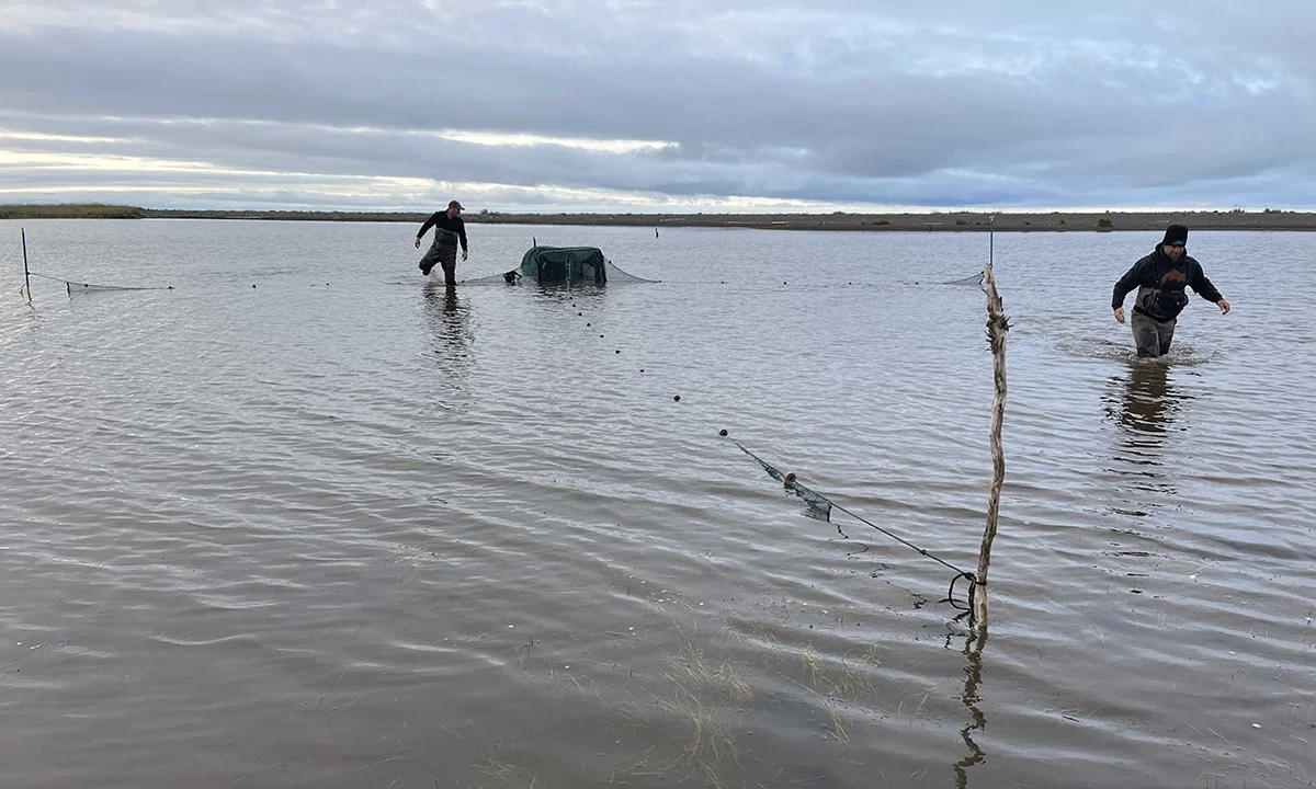 Icy conditions persist at Krusenstern Lagoon during WCS fish monitoring efforts in June. Photo: Kevin Fraley/WCS.