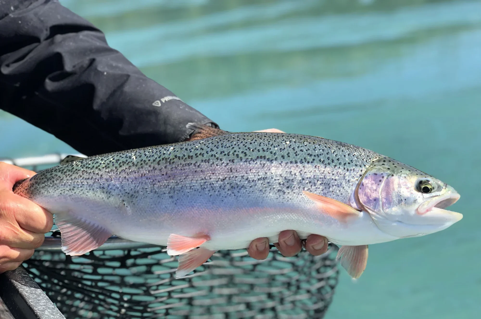 KRSA chrome rainbow trout