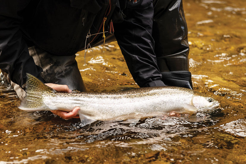 Tongass National Forest steelhead